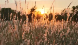 Grants for Seniors in Kansas