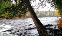 Grants for Seniors in Michigan